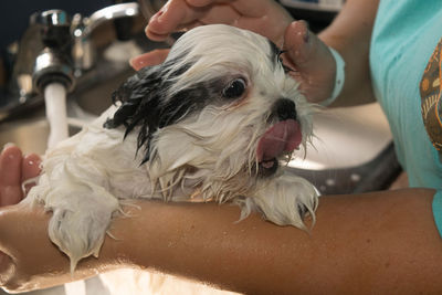 Midsection of woman bathing shih tzu puppy in sink at home