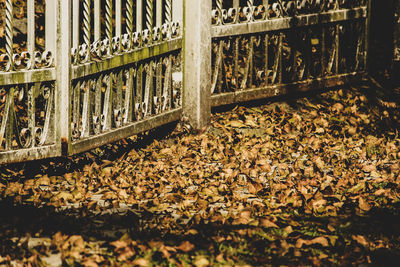 Sunlight falling on railroad tracks during autumn