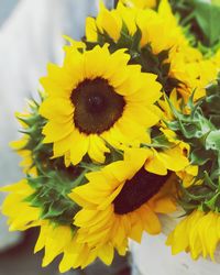 Close-up of sunflower