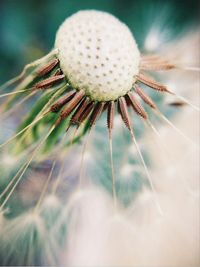 dandelion