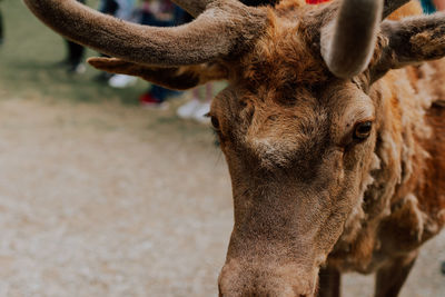 Close-up of goat