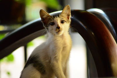 Close-up of a cat looking away