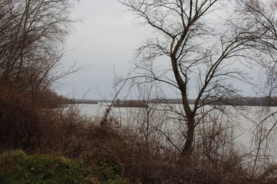 Bare trees by lake