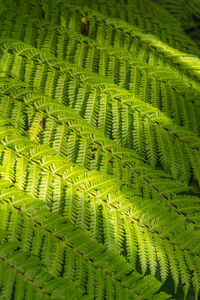 Fern leaves beautiful pattern nature background. tropical green leaf texture.