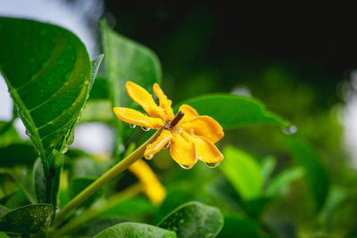 Close-up of yellow flowering plant