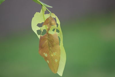 Close-up of leaves against blurred background