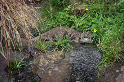 High angle view otter in river amidst plants