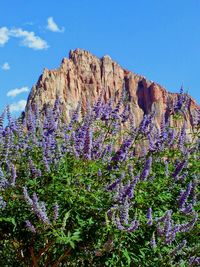 Low angle view of purple flowers against blue sky