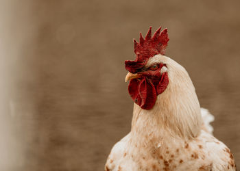 Close-up of rooster