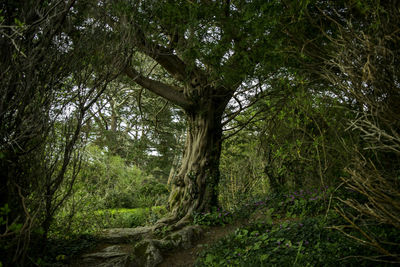 Trees in forest