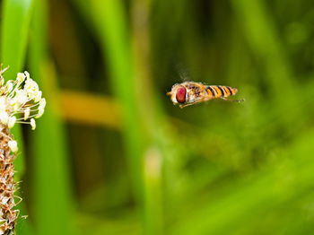 Close-up of insect flying