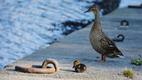 Duck and duckling on pier