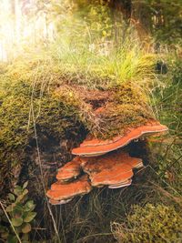 Close-up of mushroom growing on field