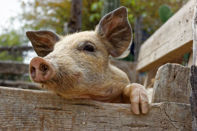 Close-up of pig by wooden fence