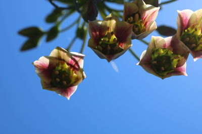 Close-up of roses against blue sky