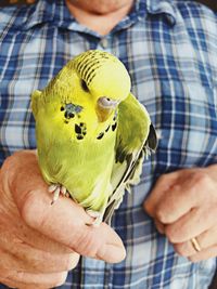 Close-up of man holding parrot perching on hand