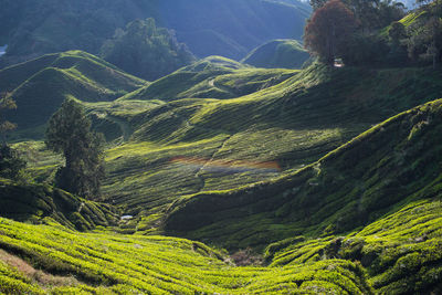 High angle view of trees on mountain