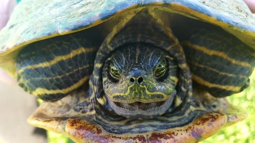 Close-up of turtle