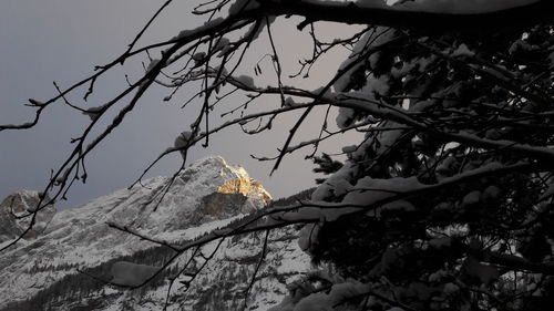 Bird on branch against sky during winter