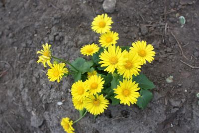 High angle view of yellow flowering plant