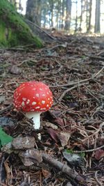 Close-up of mushroom growing on field