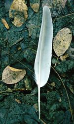 High angle view of feather