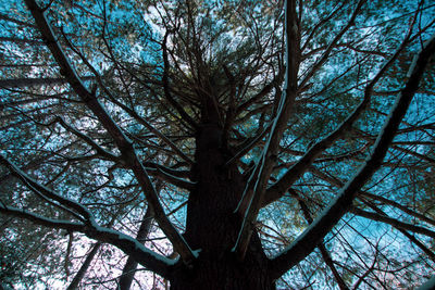 Low angle view of bare trees in forest