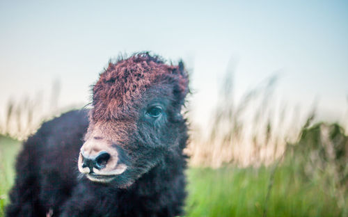 Portrait of calf on field against clear sky