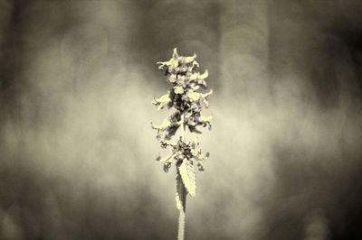 Close-up of flowering plant against sky