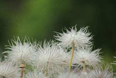 Close-up of white dandelion