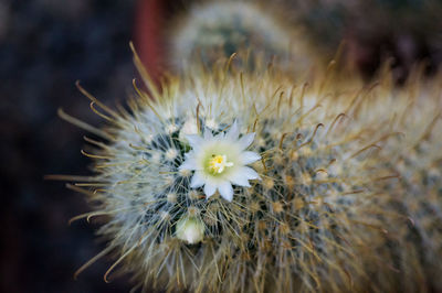 Close-up of flowers