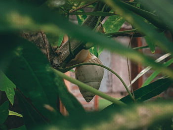 Close-up of green leaves on plant