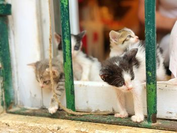 Portrait of cats kitten