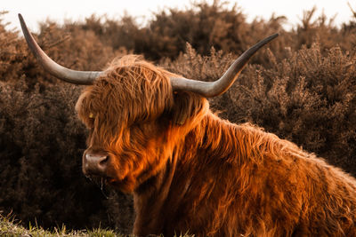 Highland cow