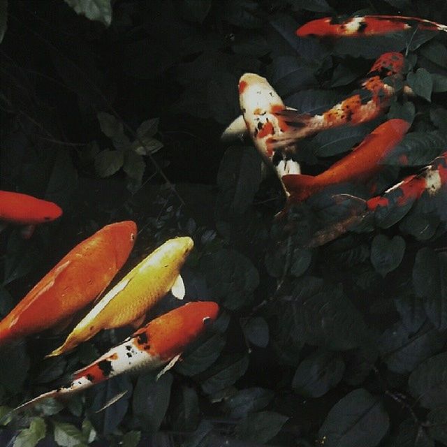 fish, orange color, animal themes, high angle view, sea life, water, indoors, wildlife, animals in the wild, swimming, koi carp, pond, no people, seafood, nature, close-up, underwater, medium group of animals