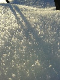 High angle view of starfish on field
