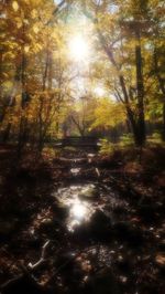 Trees in forest during autumn