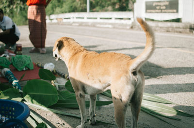 Side view of a dog standing in city