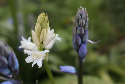 Close-up of purple flowering plant