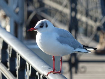 Close-up of bird perching on railing