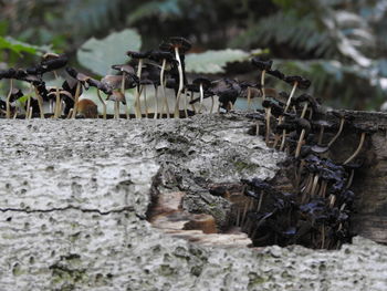 View of birds in the forest