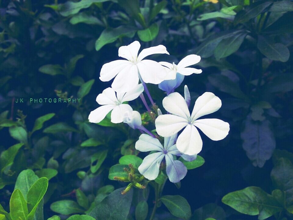 flower, growth, leaf, freshness, fragility, petal, flower head, white color, beauty in nature, plant, blooming, nature, close-up, green color, focus on foreground, in bloom, blossom, park - man made space, day, outdoors