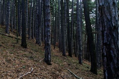 Trees in forest