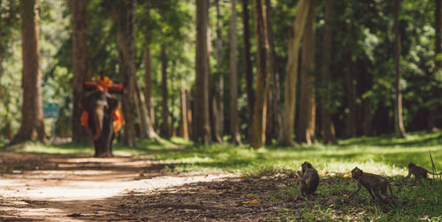 Monkeys in forest