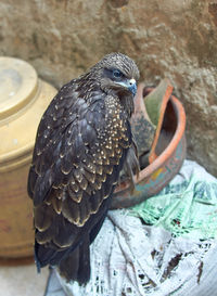 Close-up portrait of an indian black kite bird.