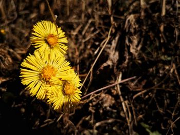 Close-up of yellow flowering plant on field