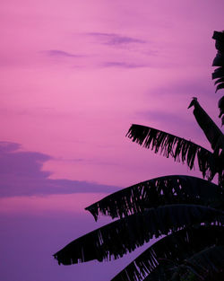 Low angle view of silhouette bird flying against sky during sunset