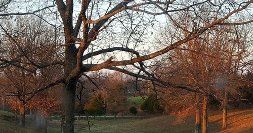 Bare trees in forest