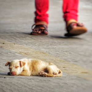 Dog looking away