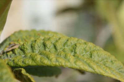 Close-up of leaves